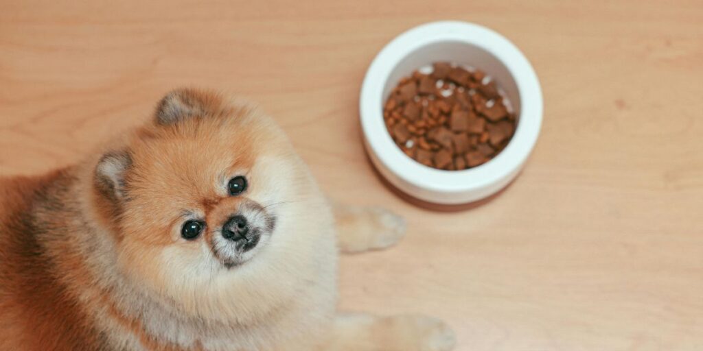 Can Dogs Eat Cashews?