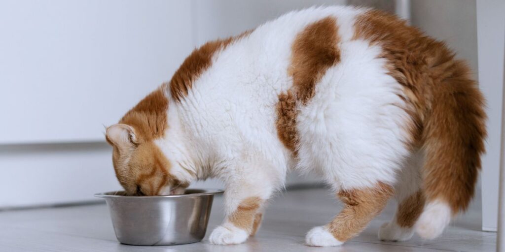 How Cats Taste Food?