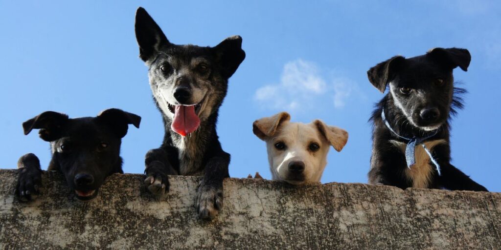 What Are the Health Benefits of Cashews for Dogs